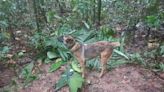 Perro buscador de los niños perdidos en la selva de Colombia también se extravía