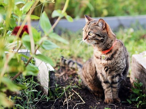 14 ways to deter unwanted cats from your garden