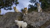 Ontinyent tiene censados 292 gatos y 36 colonias felinas en el casco urbano