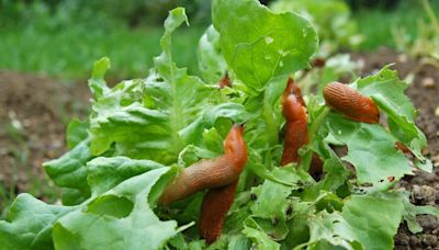 Eliminate slugs in your garden with one cheap kitchen staple everyone owns