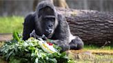 世界最老大猩猩 在柏林慶祝67歲生日 - 國際