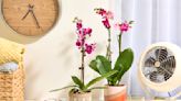 9 Easy Tips to Turn You from an Orchid Killer to an Orchid Master