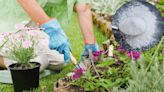 Cuántos gramos de bicarbonato de sodio debes poner en tus plantas para que estallen de flores