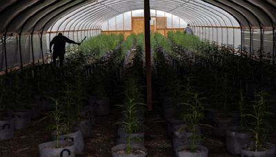 Police bust black market grow site in Phoenix connected to operation in Northern California