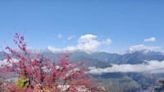 寒流來襲 參山處提供梨山賞雪景、櫻花最佳景點