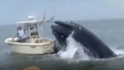 Video: Breaching whale lands on fishing boat, capsizing it off New Hampshire coast