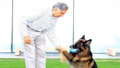 A Paw-fect Farewell to Ratan Tata: How the stray dogs of Mumbai have lost their best friend