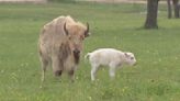 Rare white bison born at Central Texas ranch