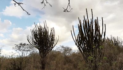 Avanço da desertificação requer plano nacional com apoio federal