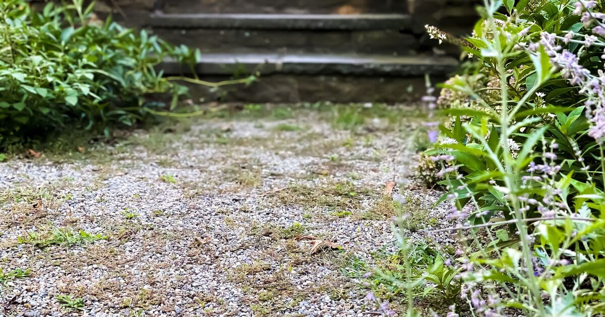 Banish gravel weeds with amazing natural 1 minute tip - no white vinegar or salt