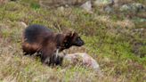 Return of the wolverine? Colorado governor signs bill allowing for reintroduction