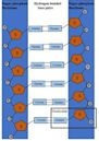 DNA synthesis