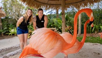 Discovery Cove’s new flamingo habitat is flamboyance of fun