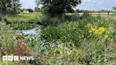 Essex farmer hopes rewilding will boost ecosystem