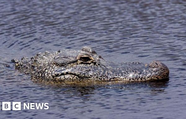 Woman's body found inside jaws of Texas alligator