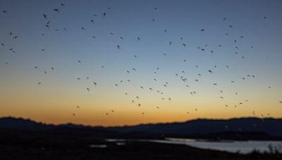 Mosquitoes swarm Texas town, officials blame climate change