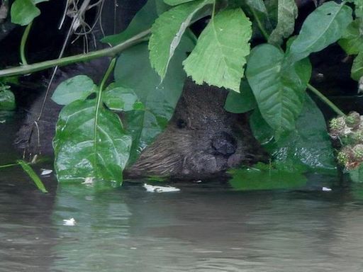 Baby beavers born in city river delight residents