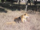 Lahore Zoo Safari