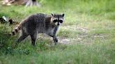 Raccoon tests positive for rabies, Forsyth County officials confirm