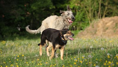 Giant Irish Wolfhound Acts as 'Therapy Dog' for Homeless Pets