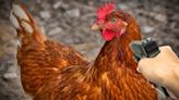 Por tratar de matar a una gallina, hombre le habría disparado a una bebé de tres meses en La Guajira