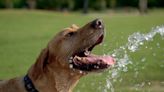 It could feel like 110 degrees Sunday in New Orleans and surrounding area, forecasters say