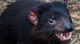 Woman Left Shocked After Mistaking Tasmanian Devil For Dog Toy In Her Home