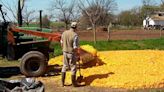 De naranjas a zanahorias: enseñan cómo recuperar desperdicios de alimentos