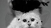 El regreso de Choupette: la querida gata y heredera frustrada de Karl Lagerfeld