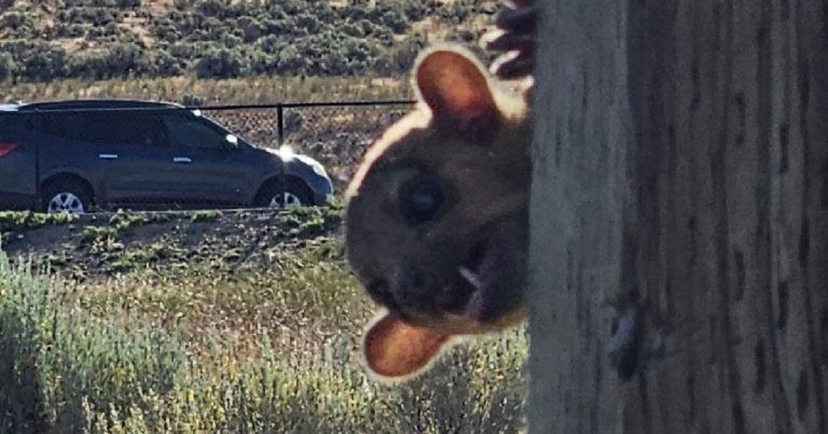 Rainforest animal called a kinkajou rescued from dusty highway rest stop in Washington state