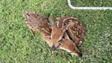 Kentucky Police Officers Help Mama Deer In Distress Deliver Twin Fawns