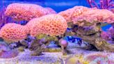 Florida Ups The Ante For Coral Reef Conservation In The Keys | NewsRadio WIOD | Florida News