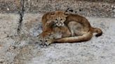 Wildlife officers rescue young mountain lions trapped in reservoir’s spillway