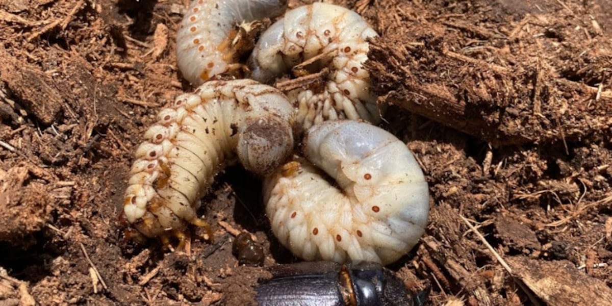 Governor spotlights ‘serious’ spread of coconut rhinoceros beetle in Hawaii