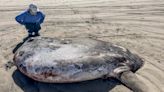Rare 7-foot fish washed ashore on Oregon’s coast garners worldwide attention