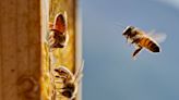 Ohio Tree-Trimmer Expected To Survive After Suffering 20,000 Bee Stings