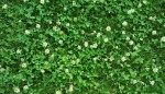 How to Get Rid of Clover