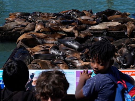 Record number of sea lions appear on San Francisco’s famous Pier 39