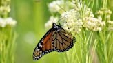 Butterflies Know: These Native Plants Aren’t Weeds