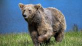 A Swedish Teenager Punched a Bear in the Face to Save His Dad