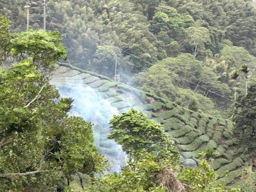 天降橫禍！台電高壓電纜斷裂火燒茶園 茶農損失慘重