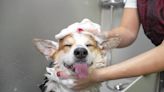 Lap of Luxury: From resort getaways to fine foods, pet pampering is big business in San Antonio