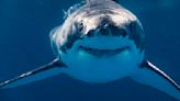 IRA rollovers: what to watch out for — and how to avoid the sharks