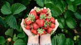 Hepatitis A outbreak linked to strawberries: Signs and symptoms to watch out for