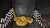 Albino python loose in Oklahoma mobile home park caught after 6 months. ‘No easy feat’