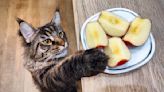 Maine Coon Cat Actually Loves Vegetables and Steals Them Right Off Dad's Plate