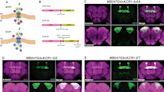 Researchers develop new light-controlled 'off switch' for brain cells