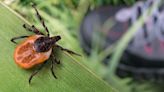 New dashboard tracks prevalence of ticks and Lyme disease in Pennsylvania