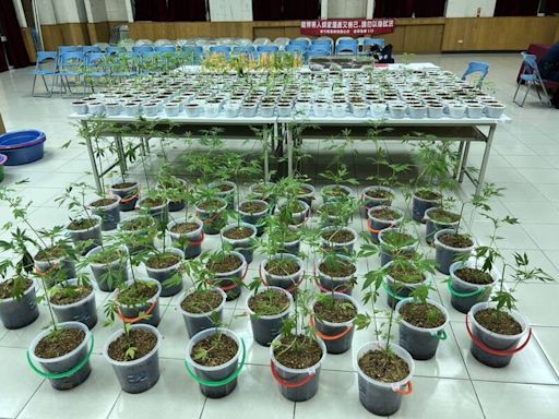 竹北透天厝大麻農場掛「乖乖」求保佑 照樣被警方查扣260株