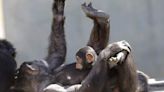 NIH has no plans to move lab chimps to sanctuary, despite federal ruling